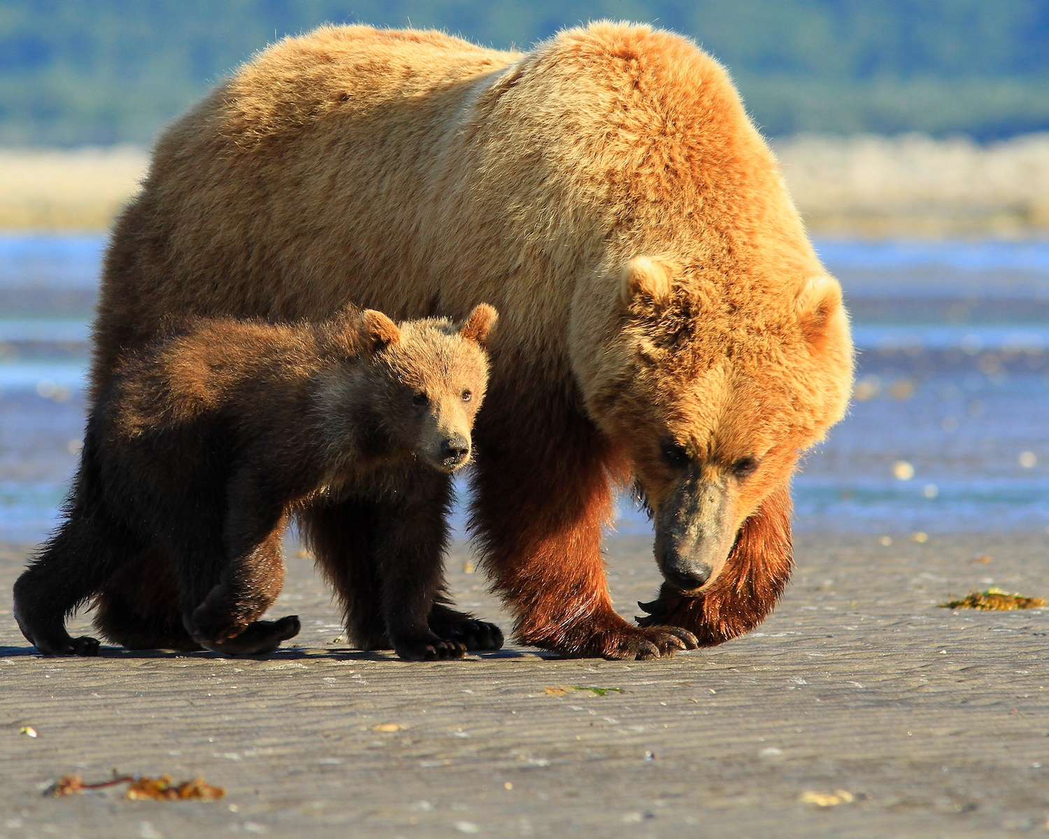 A brown bear and cub walk along the tidal flats in Alaska. 