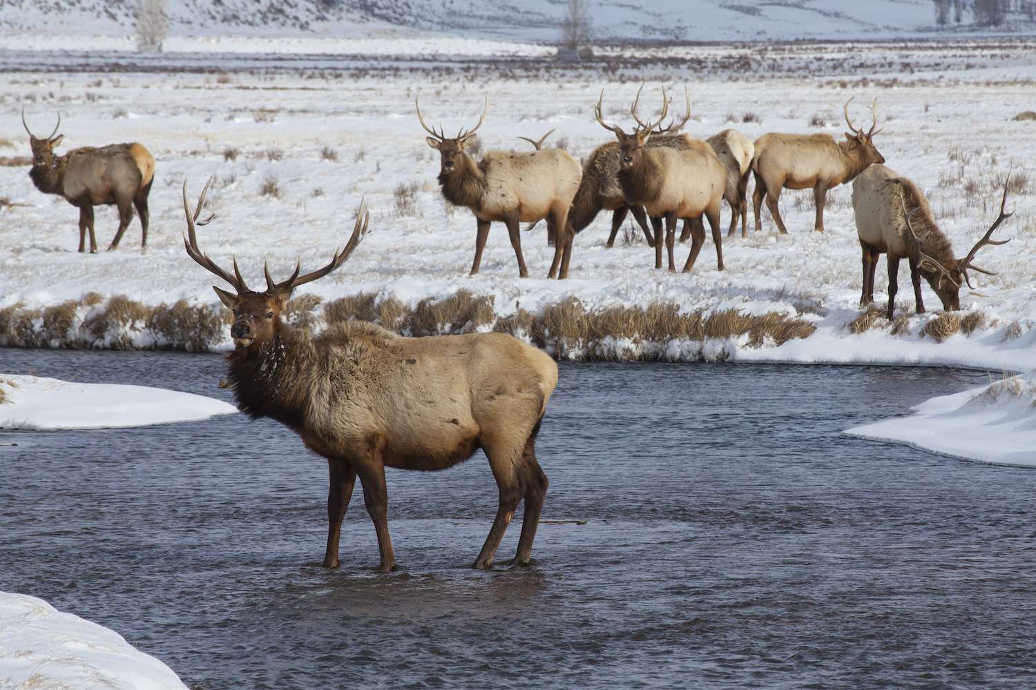 Winter at National Elk Refuge near Jackson, Wyoming, near Grand Teton and Yellowstone National Parks.