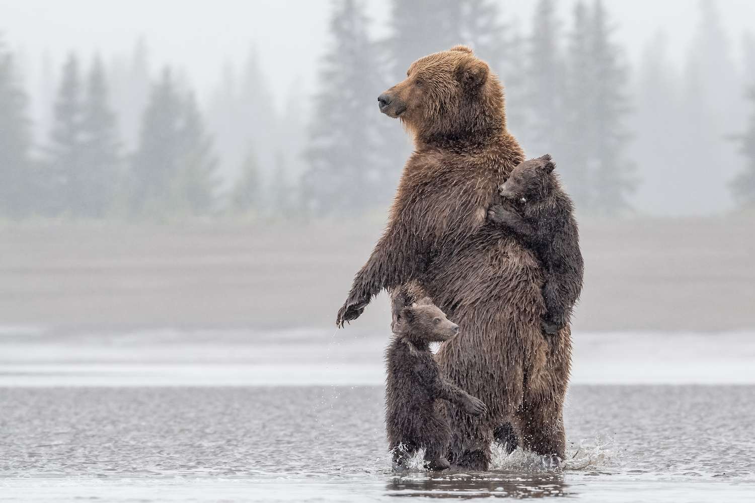 Brown bear cubs clutch their mother in Alaska.