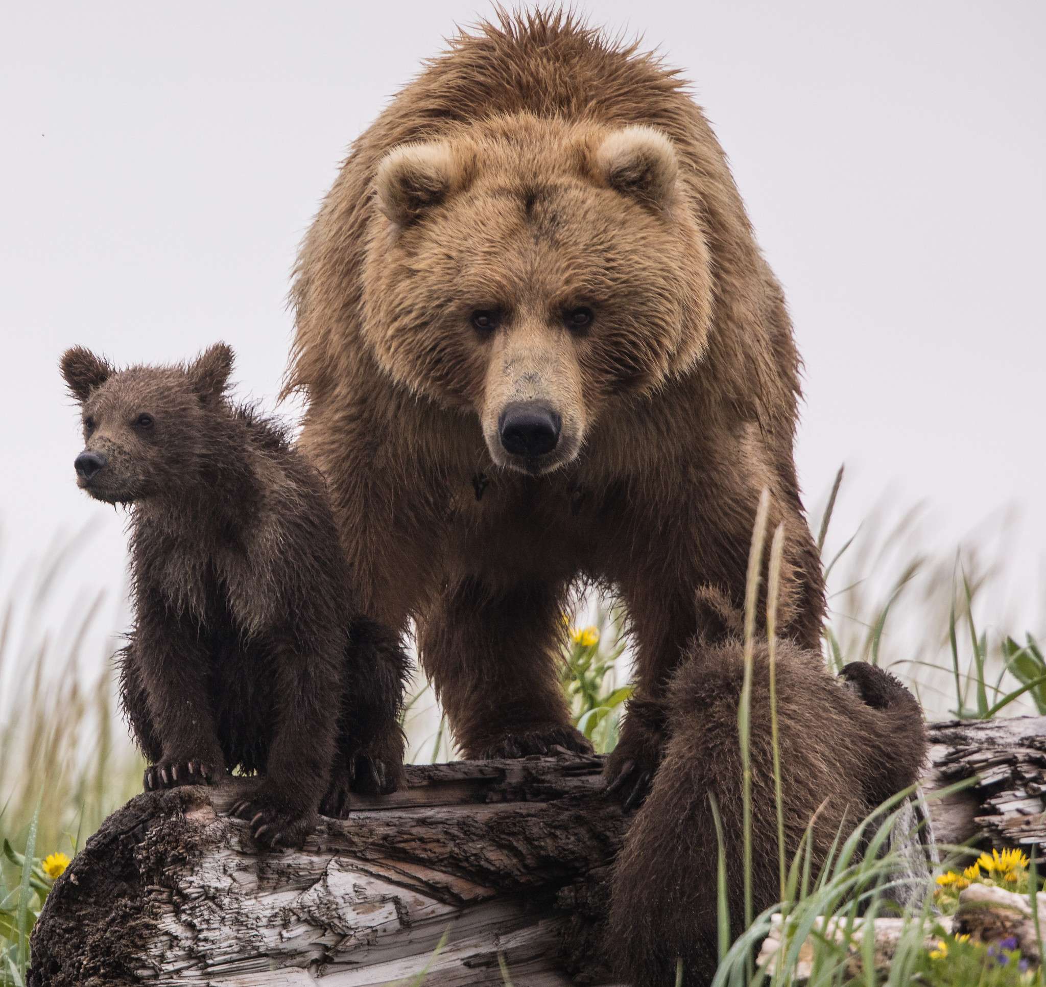 A brown bear stares down the photographer in Katmai National Park. 