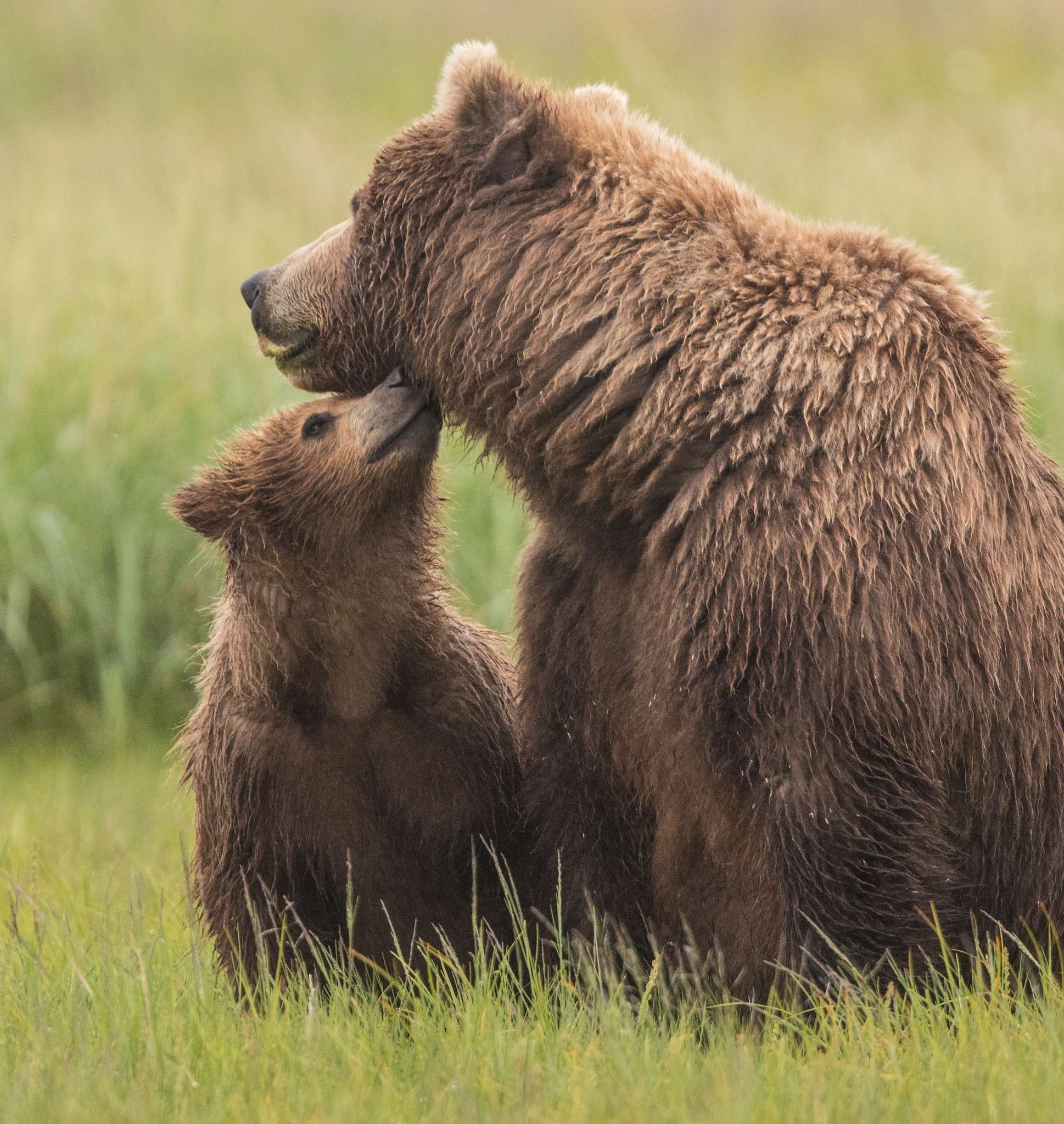 A brown bear cub nuzzles its mother in Katmai National Park. 