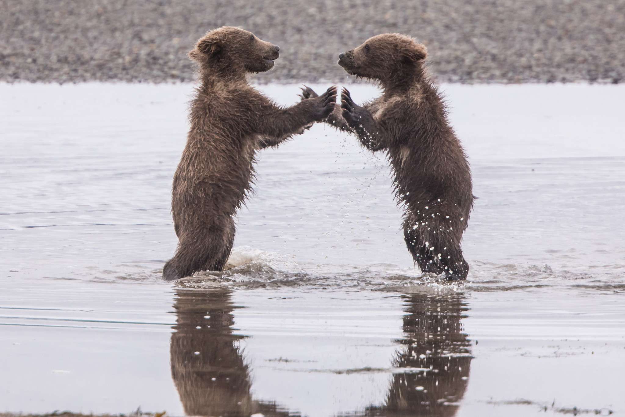 Two cubs play in the water in Alaska.