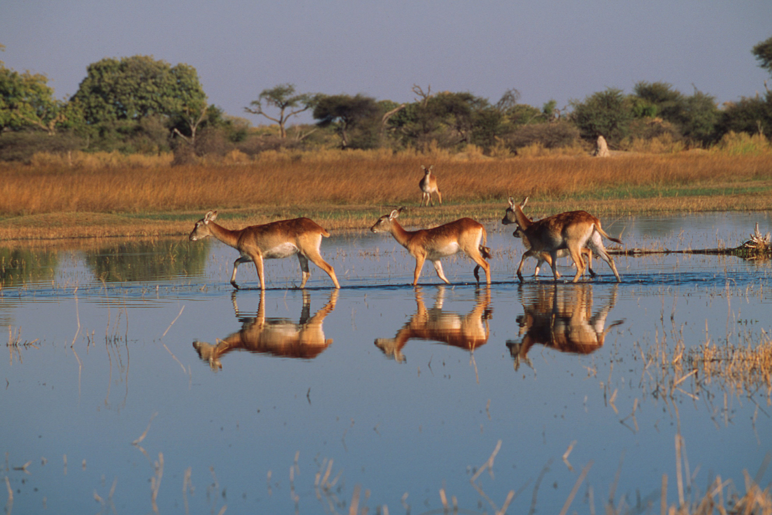 Kobus leche leche Red lechwe Females in typical flood plain habitat. Most common and characteristic antelope of Okovango delta, Botswana