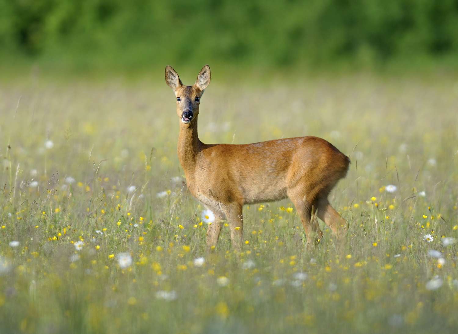 English Wildlife: Intriguing Animals of Great Britain | Good Nature ...