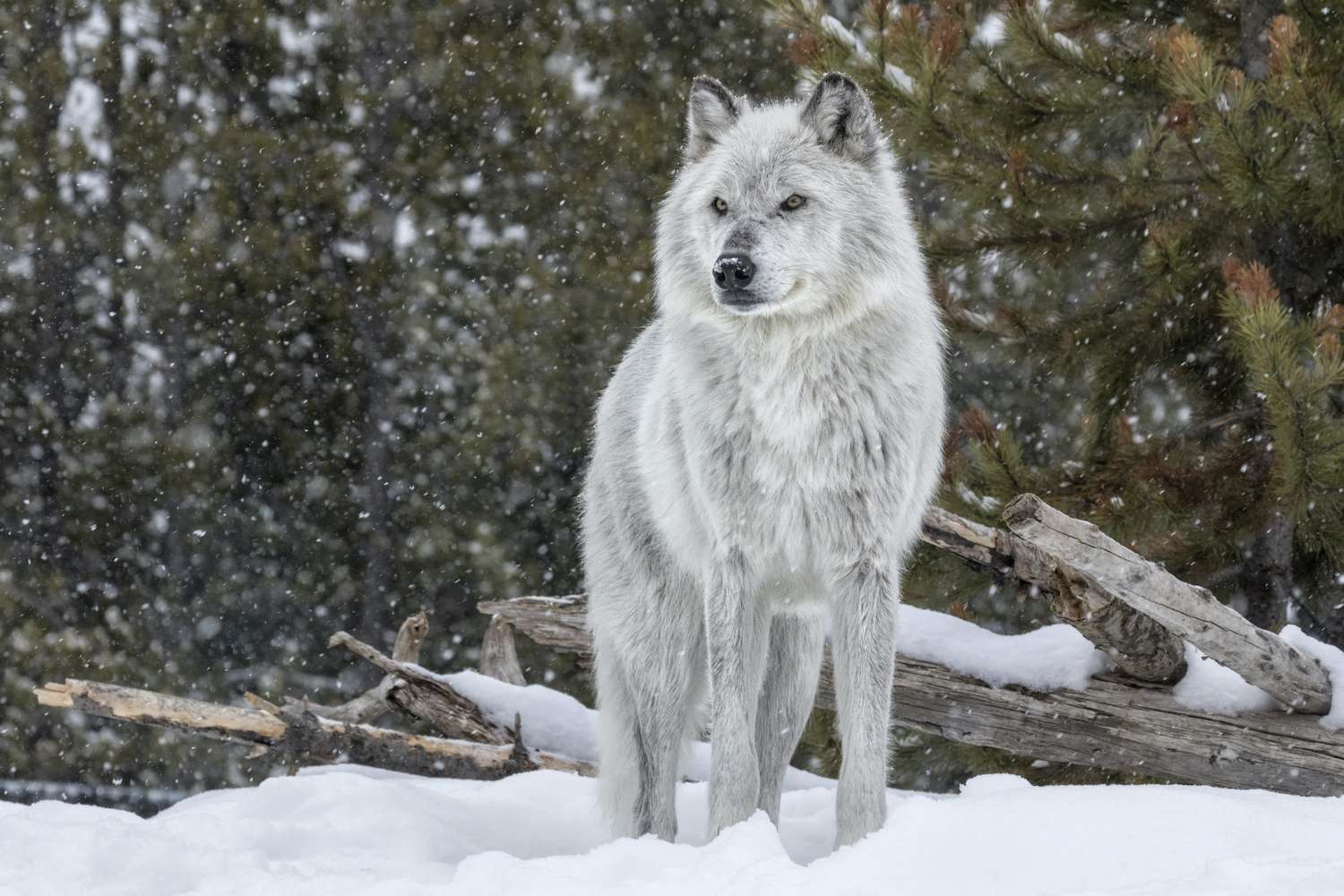 Gray Wolf in Winter in Yellowstone National Park. 