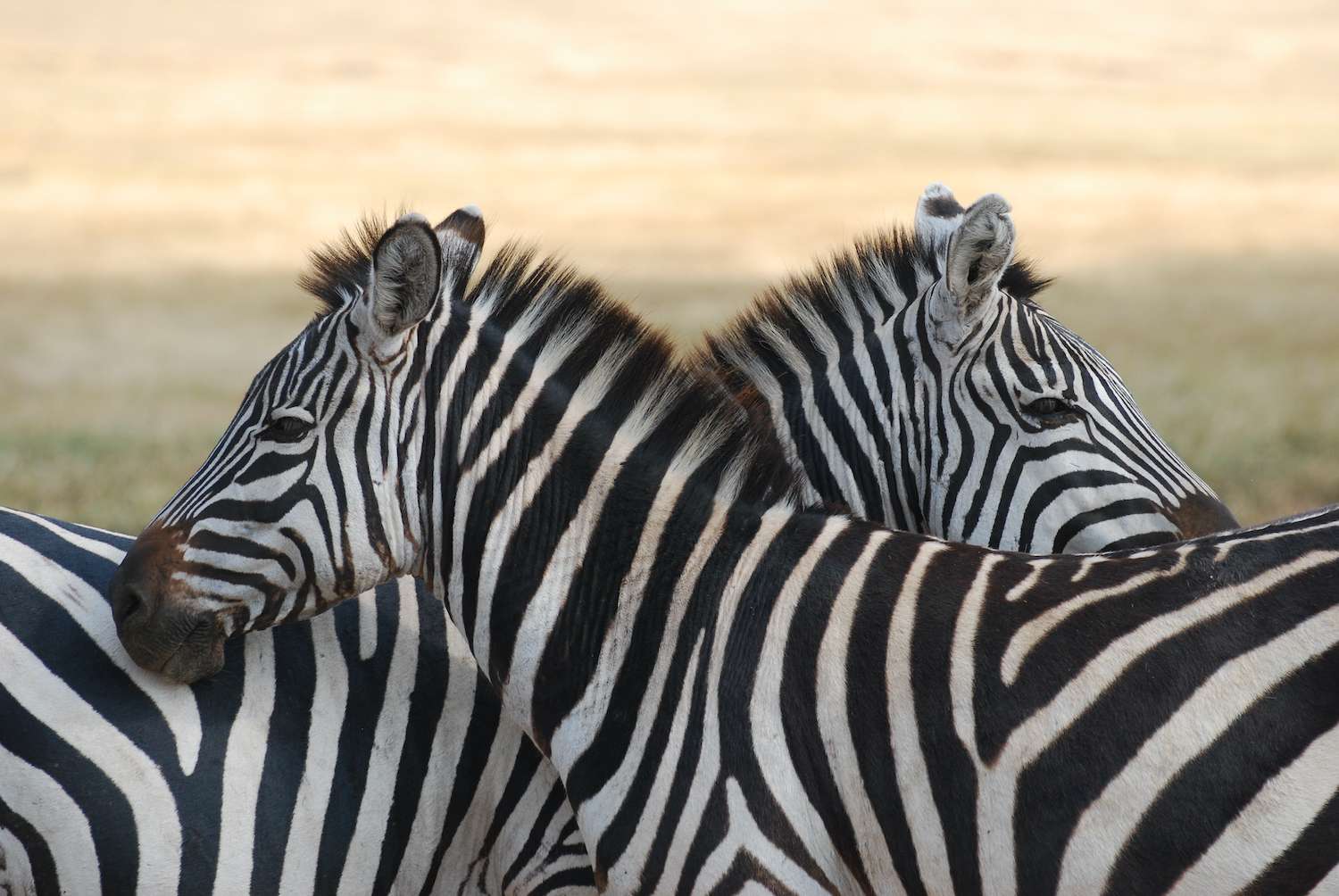 Two Zebras in Tanzania. 