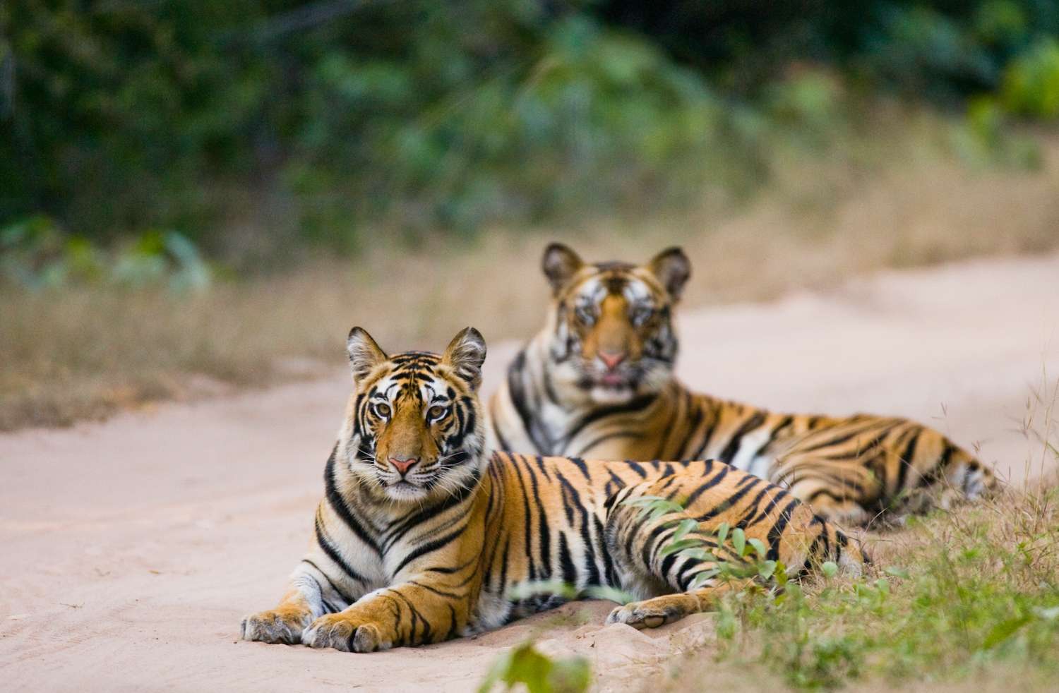Two Bengal tiger lying on the road in the jungle. India. Bandhavgarh National Park. Madhya Pradesh. An excellent illustration.