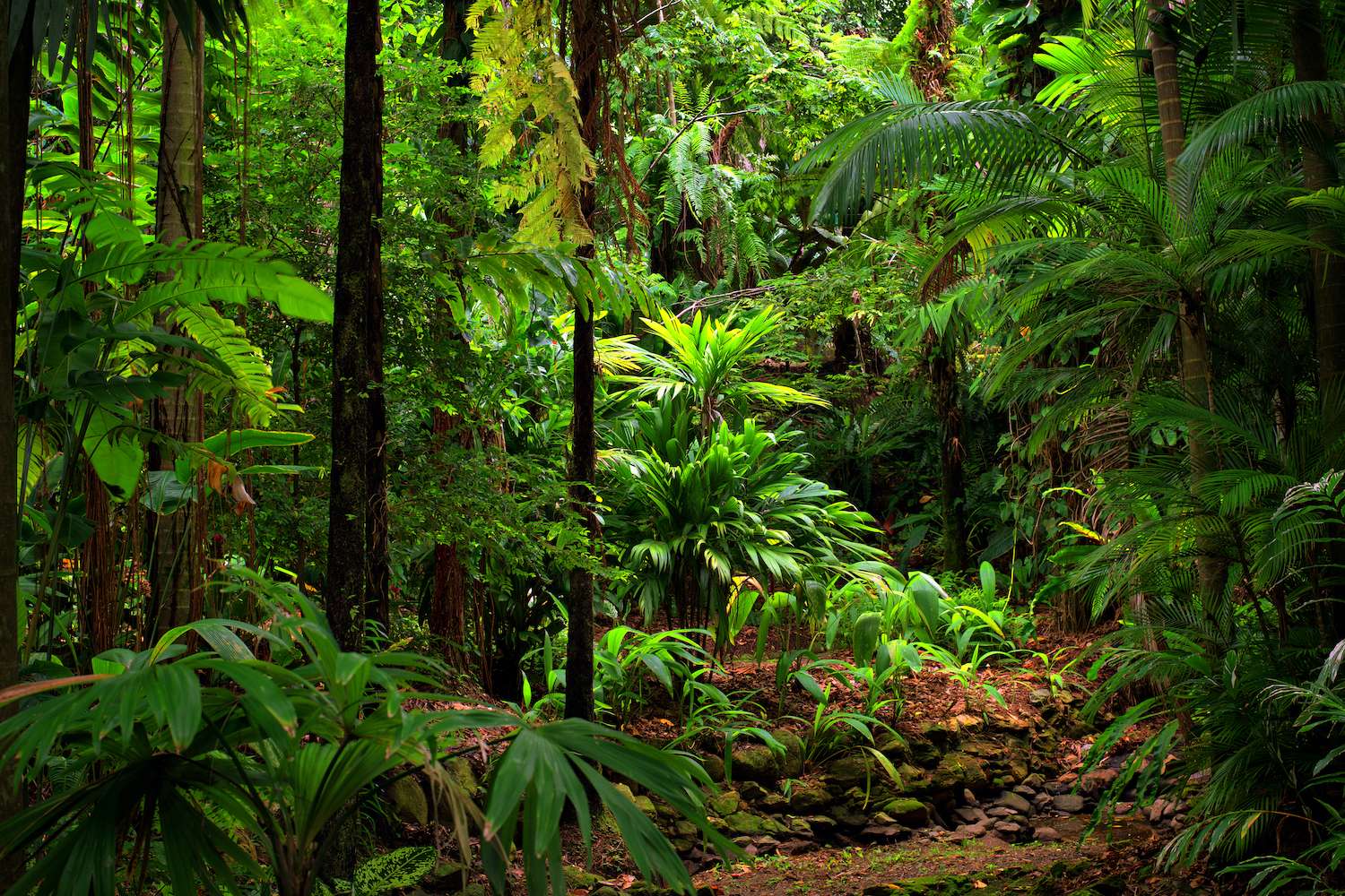 rainforest view, Queensland, Daintree Australia