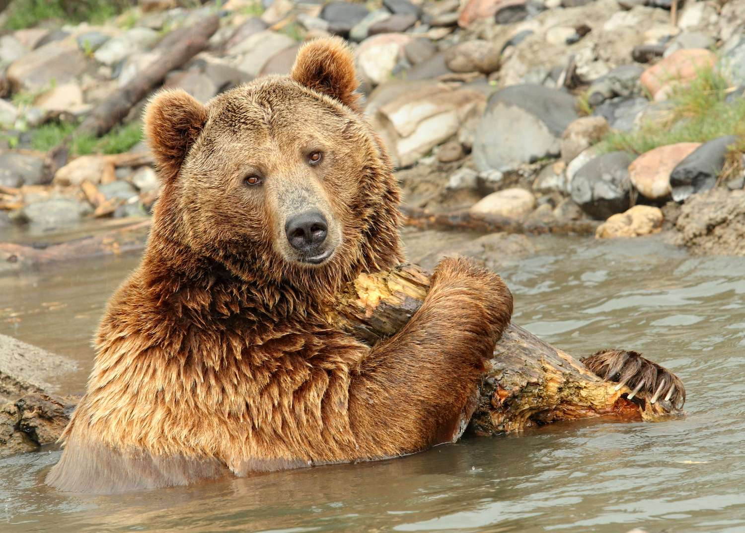 A Grizzly Bear in Yellowstone National Park. 