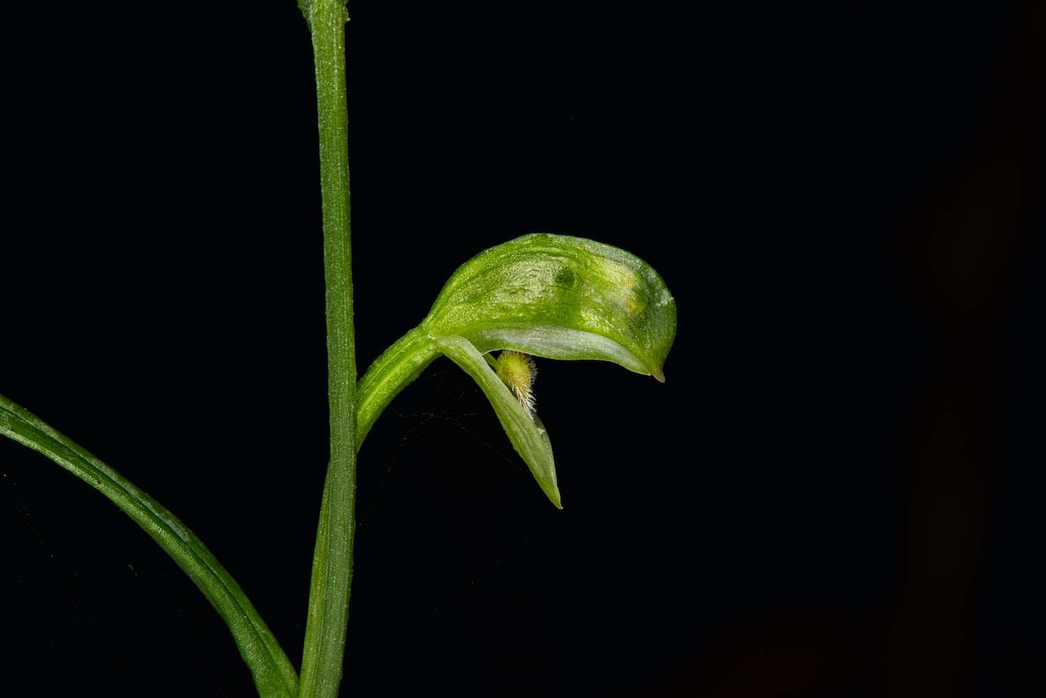 Pterostylis longifolia - Common Leafy Greenhood Orchid in southern Australia 