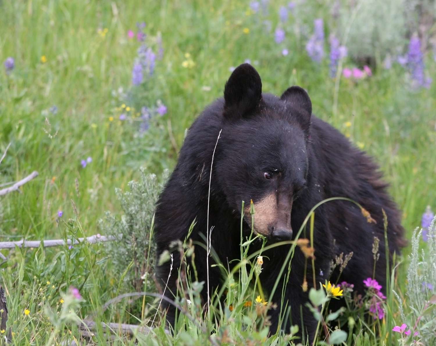 A black bear feeds on wildflowers in Yellowstone National Park.