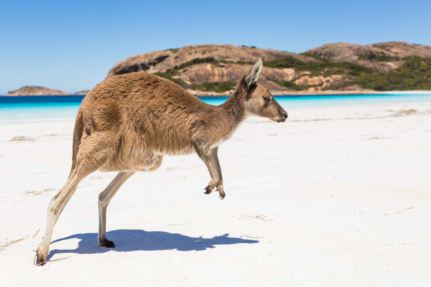 Kangaroo jumping on a pristine south Australian.