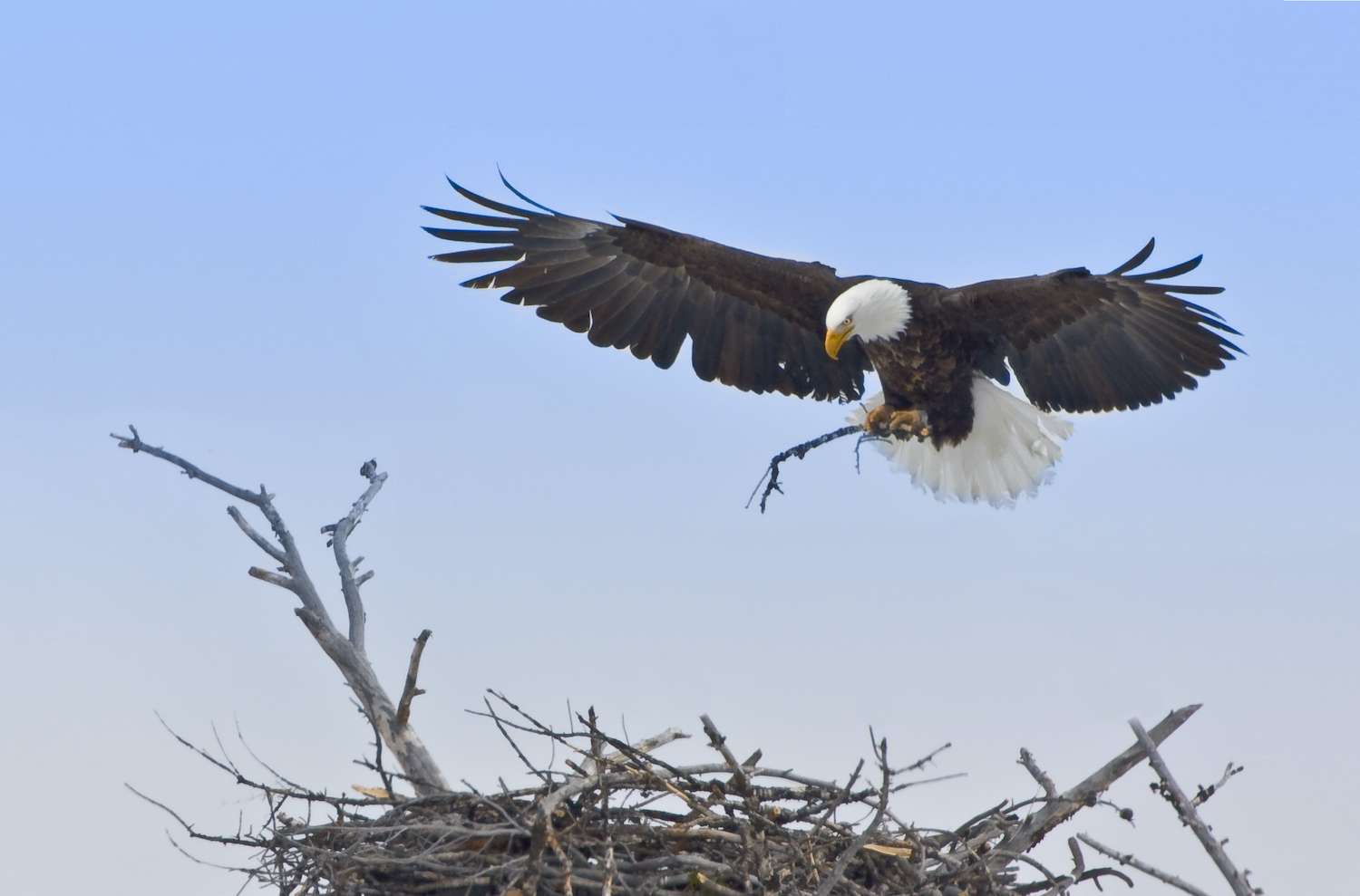  bald eagle adds a branch as its final touch to completing the nest for the eaglets that will soon arrive. Yellowstone National Park, Wyoming.