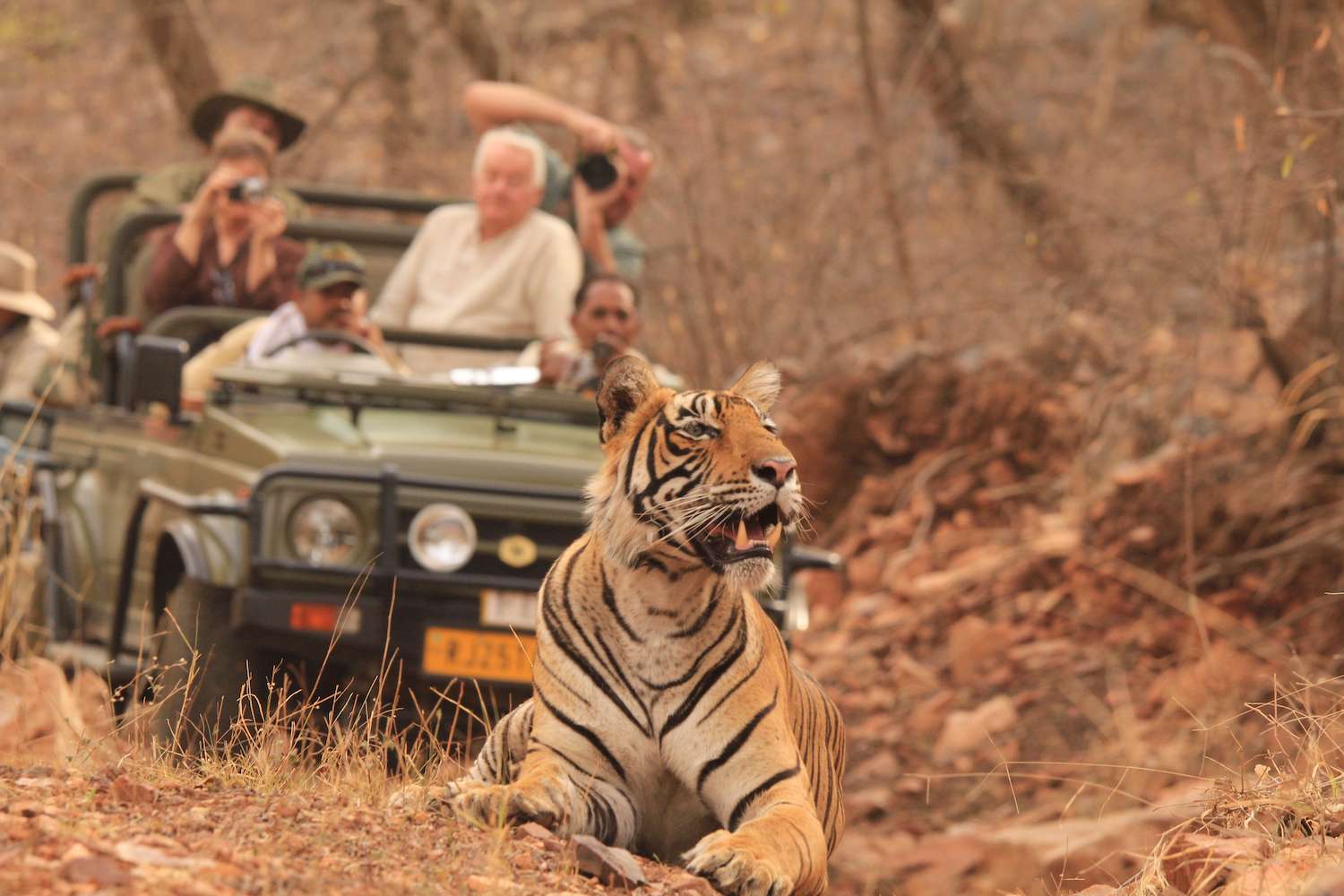 Nat Hab travelers photograph a tiger in India. 