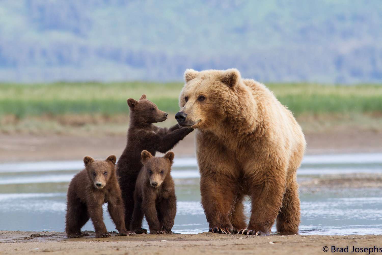 Grizzly bears in Alaska with its cubs