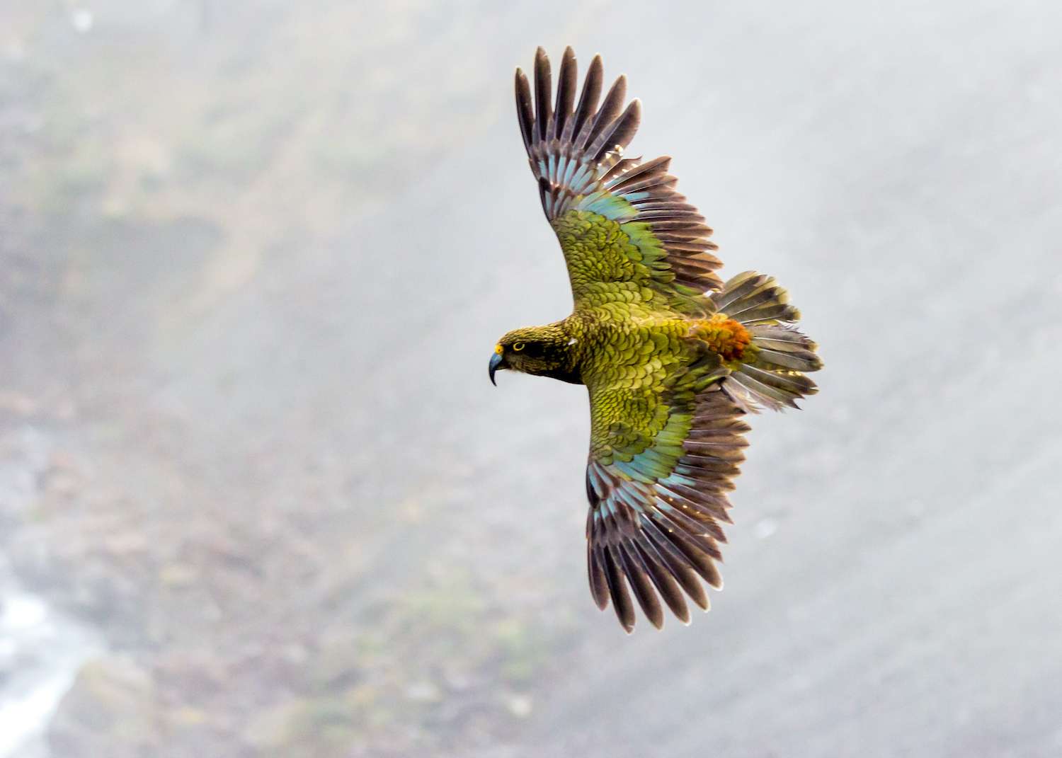 Kea, Parrot of the Alps in New Zealand.