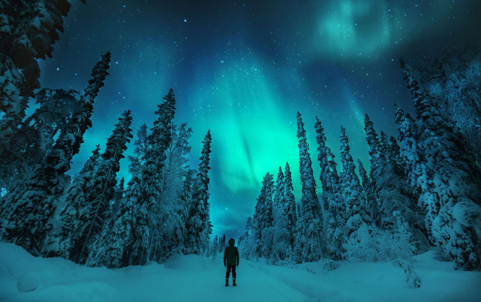 Man watching Aurora borealis in lapland winter. 