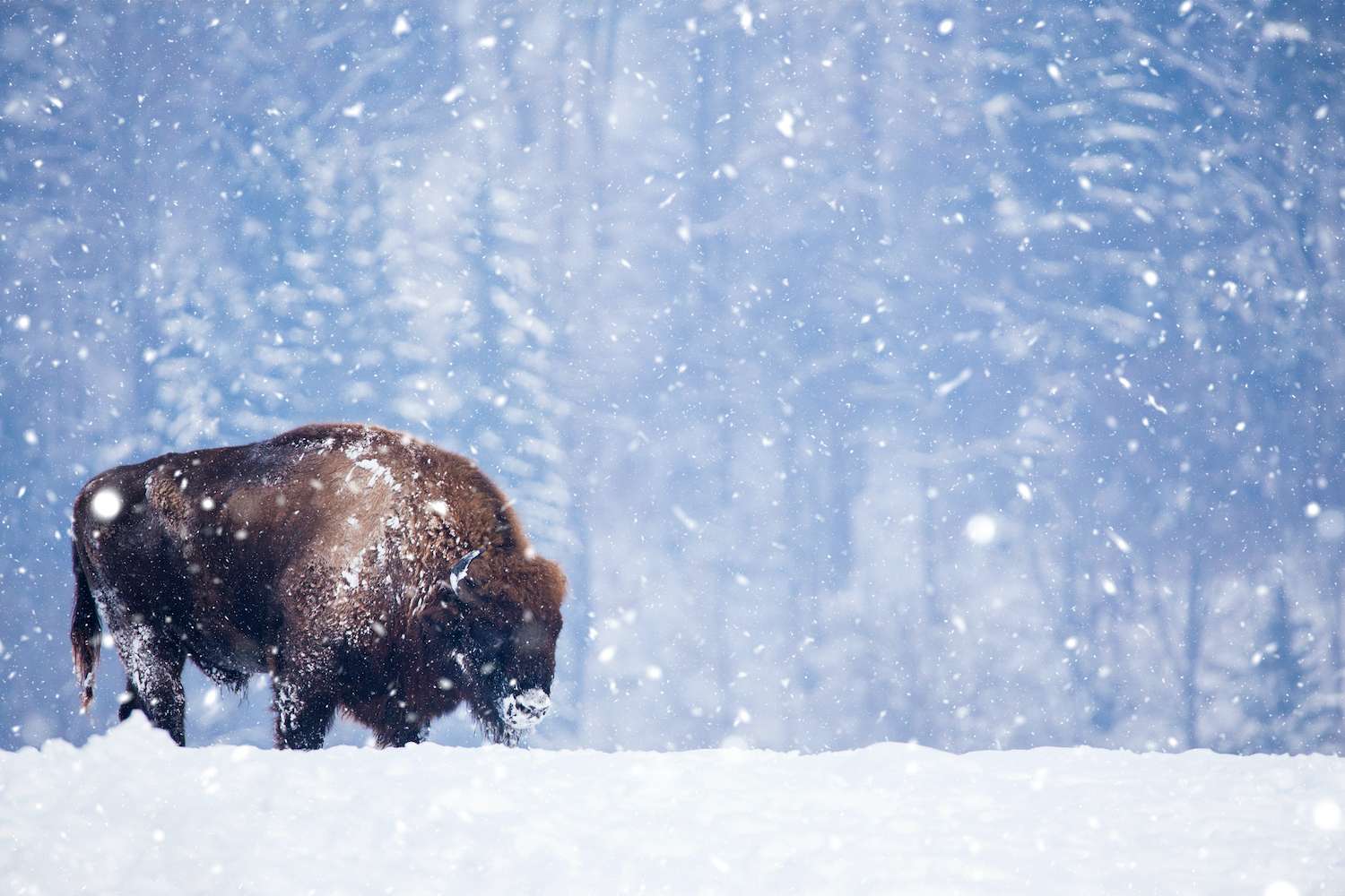 Bison in heavy winter and snow Yellowstone National Park 