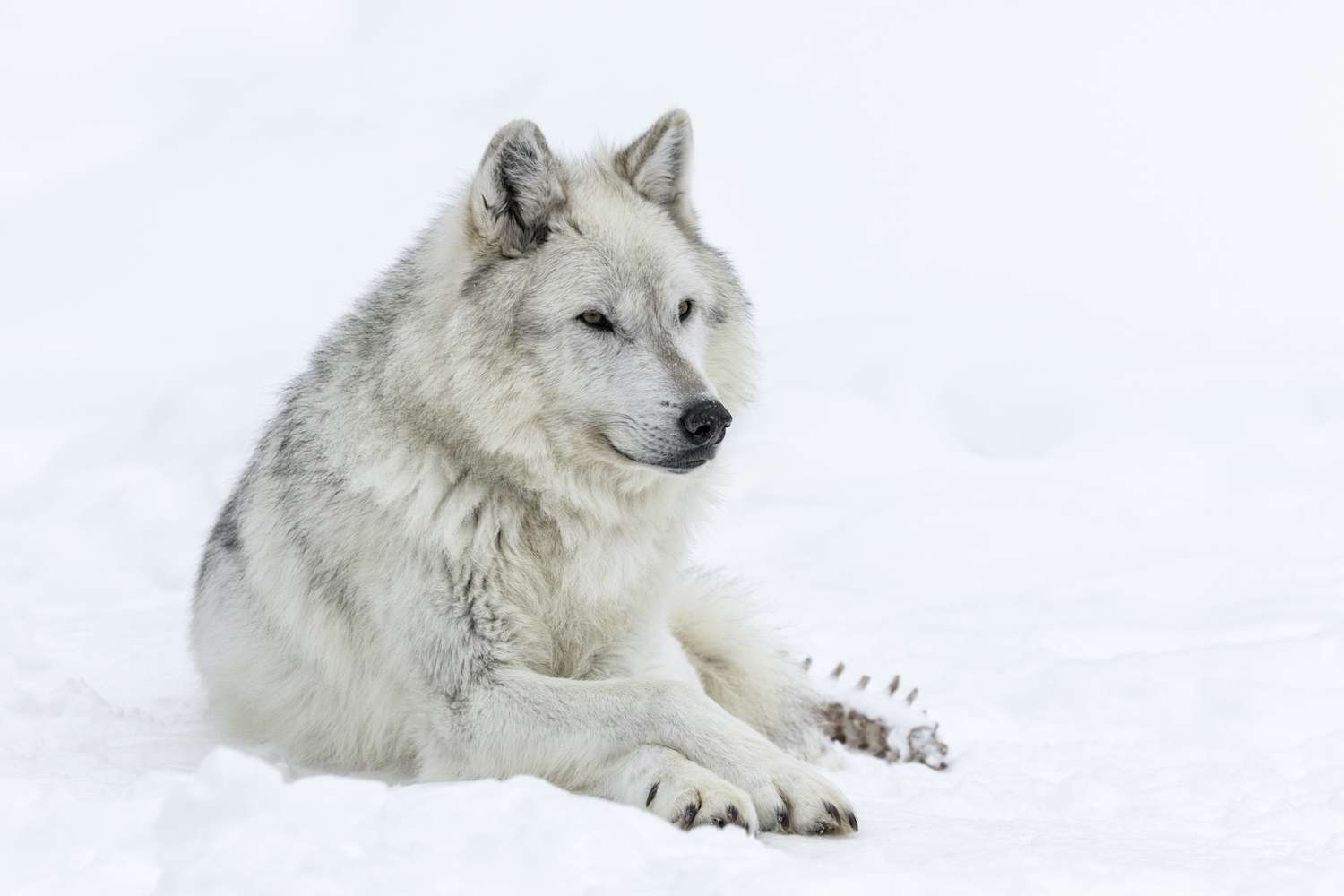 Gray Wolf in Yellowstone National Park in winter. 