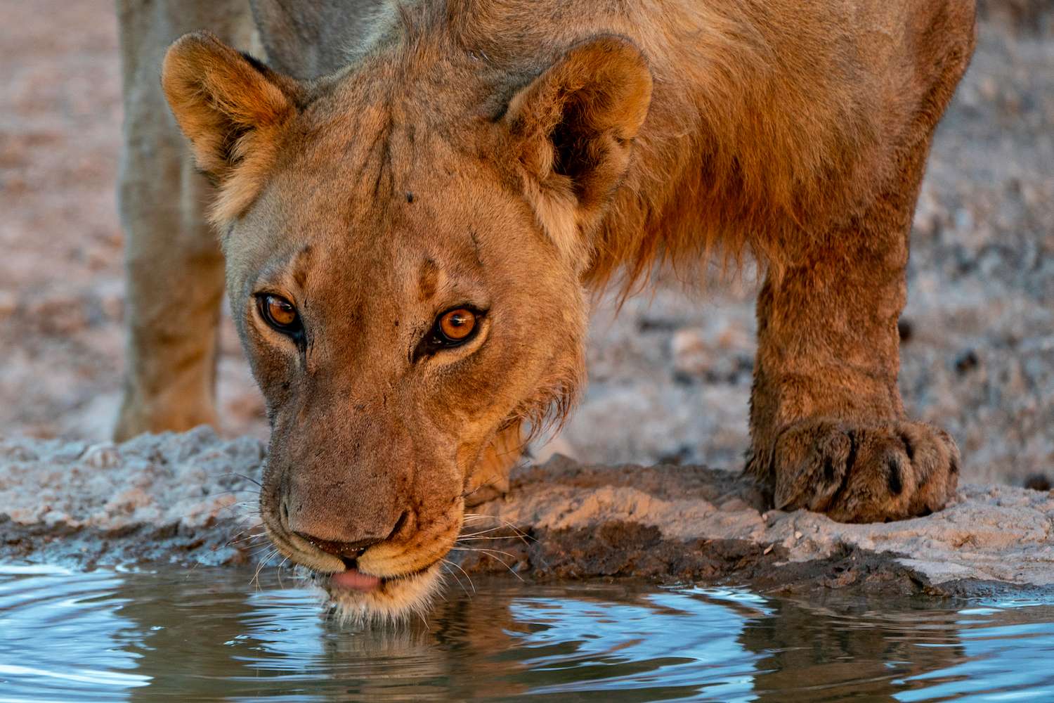 A lion drinking water in Namibia. 
