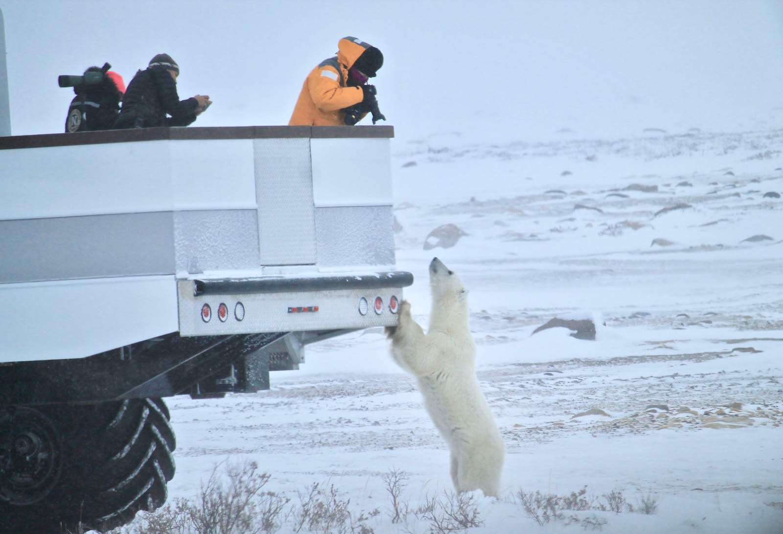 Polar bear in Churchill Canada touching a rover.