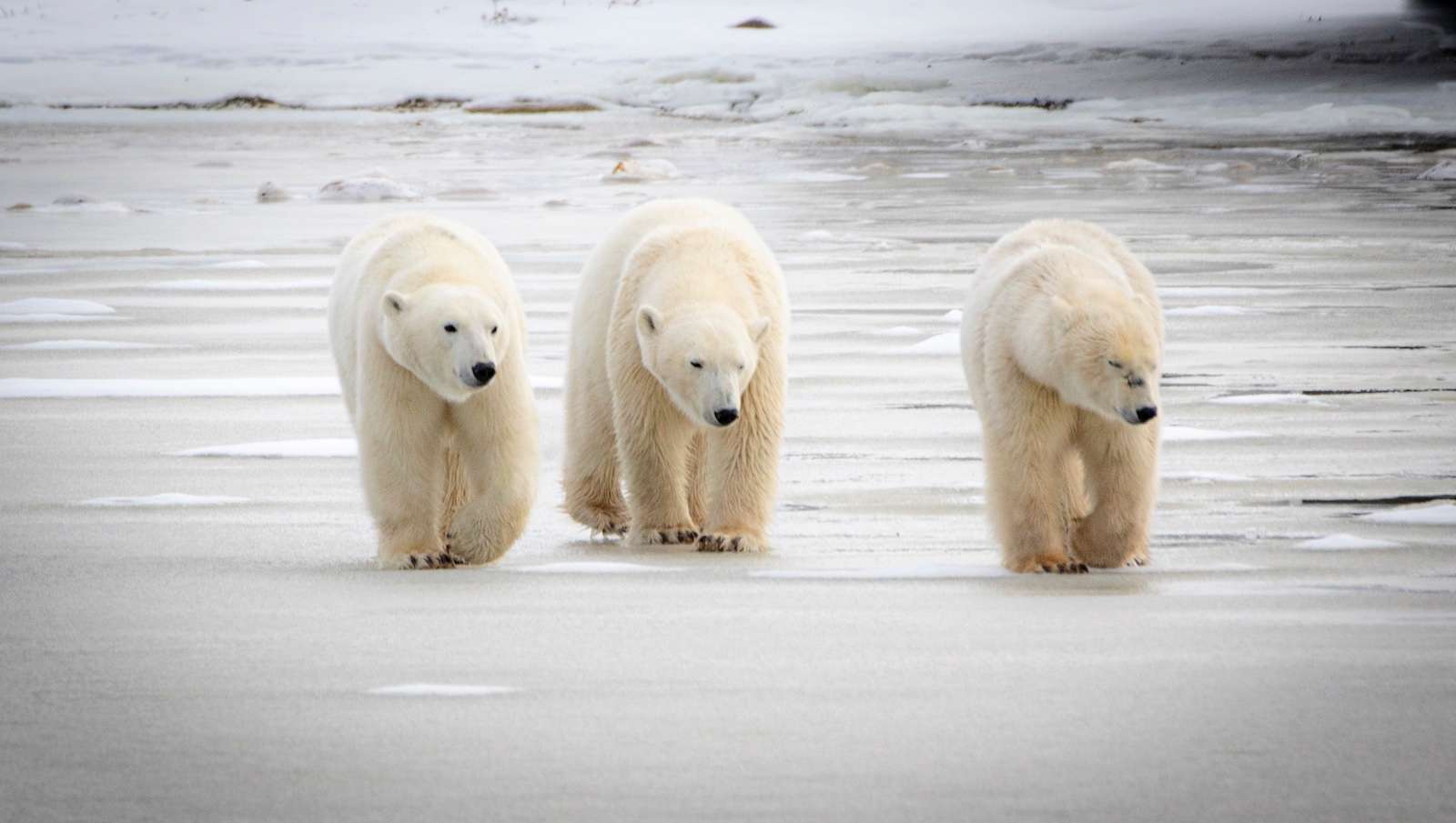3 polar bears walking together in churchill 