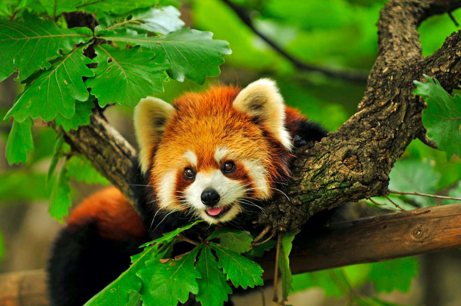 Red panda climbs a tree. 