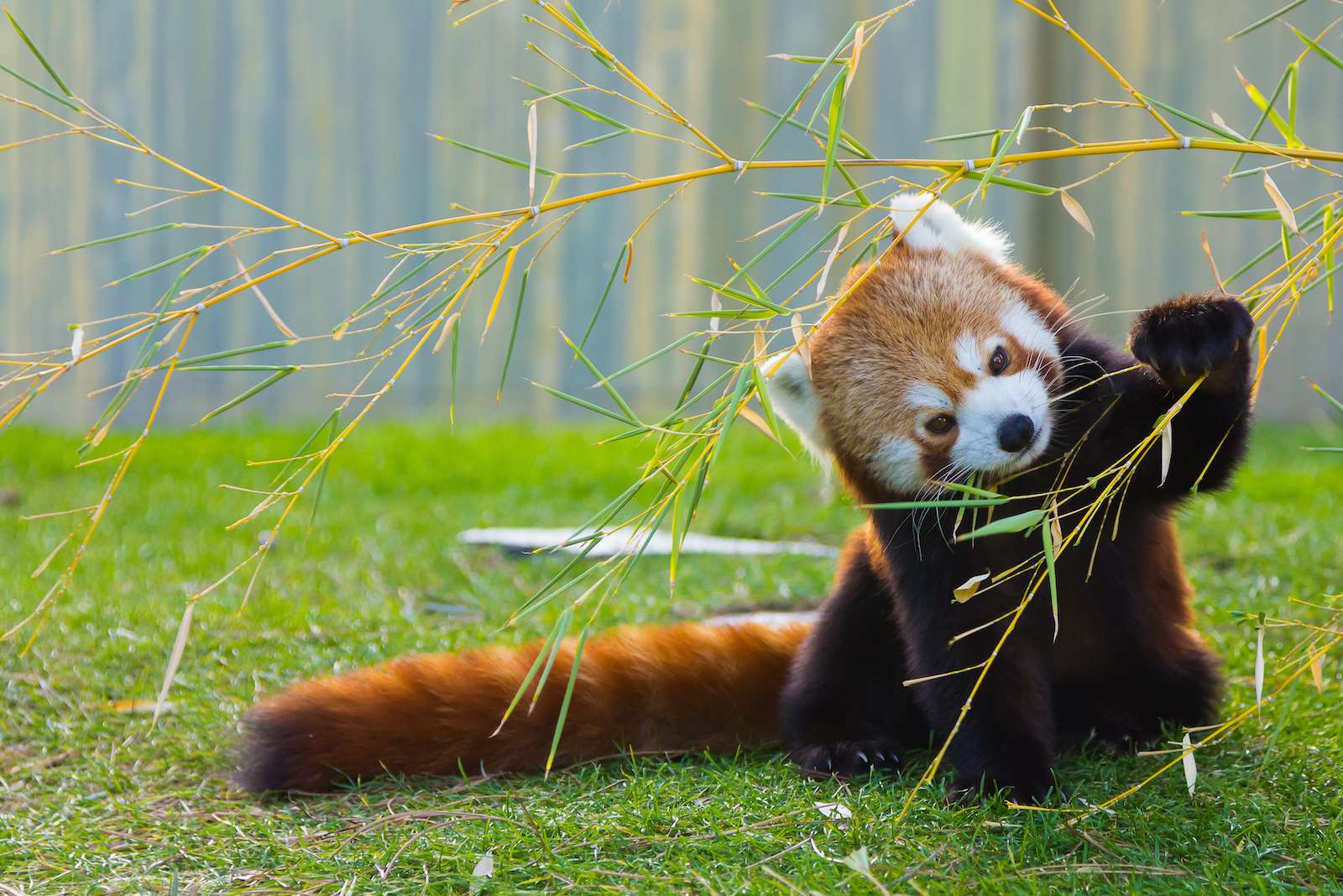 The red panda playing with a plant. 