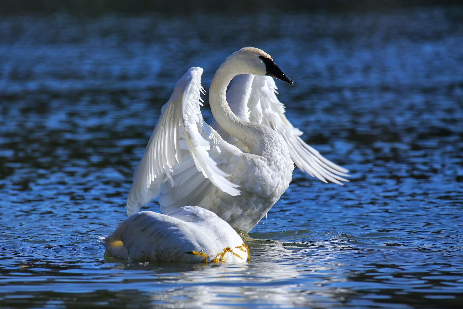 9 Top Wildlife Experiences In Yellowstone National Park