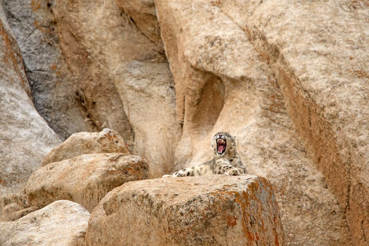A snow leopard yawns on a rocky outcrop. 