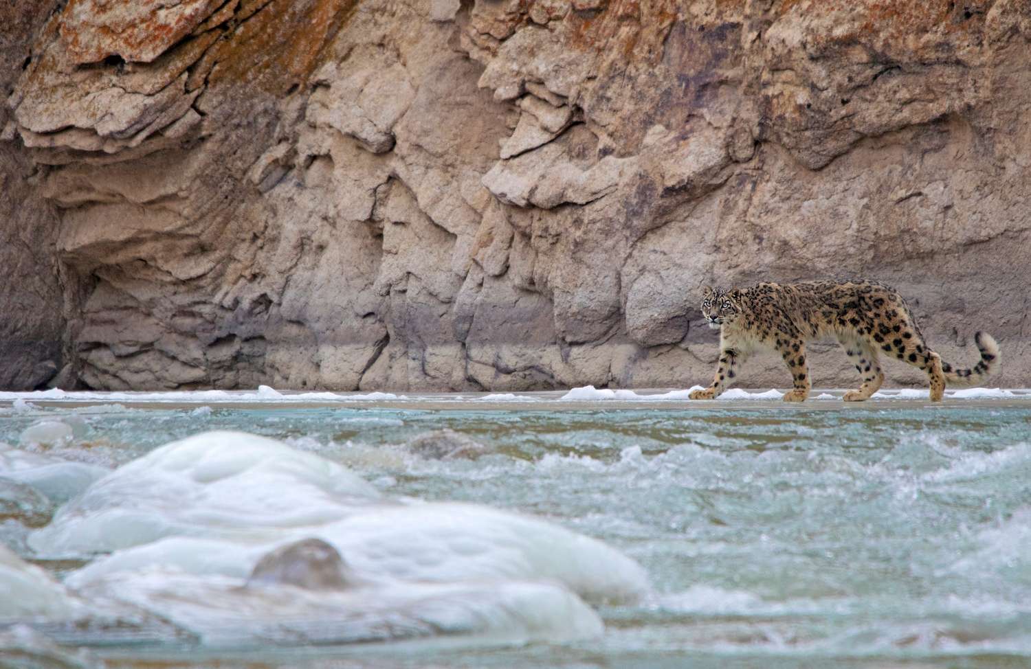 A snow leopard crosses a river in the Indian Himalayas. 