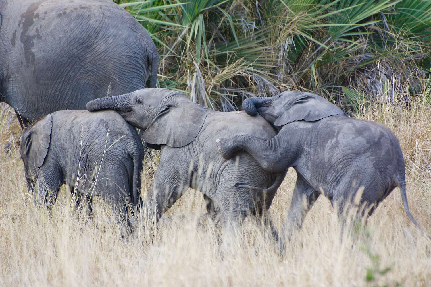 Elephant calves in southern Africa. 