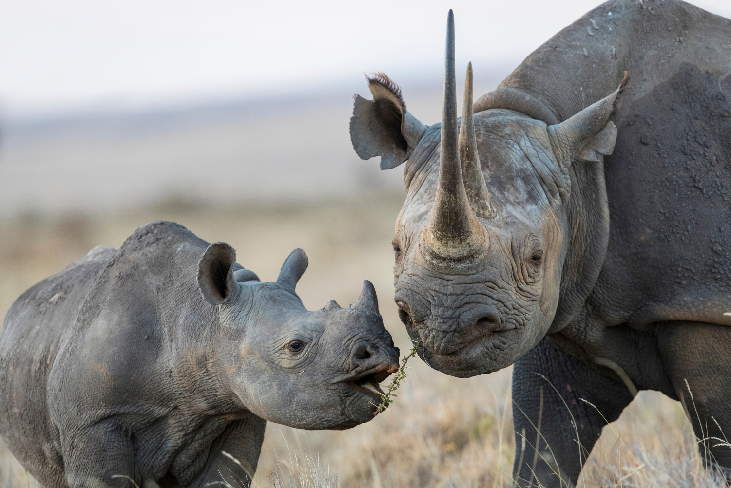 Black rhinoceros (Diceros bicornis) mother and calf, Lewa & Borana Conservancy, Kenya.