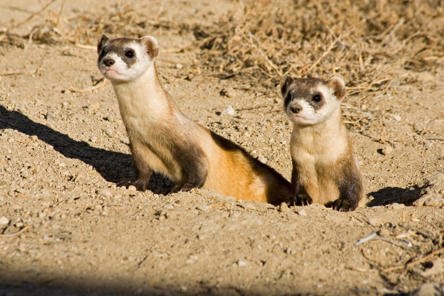Black-footed ferrets (Mustela nigripes) family group being prepared for release. Captive breeding facility, Colorado, USA