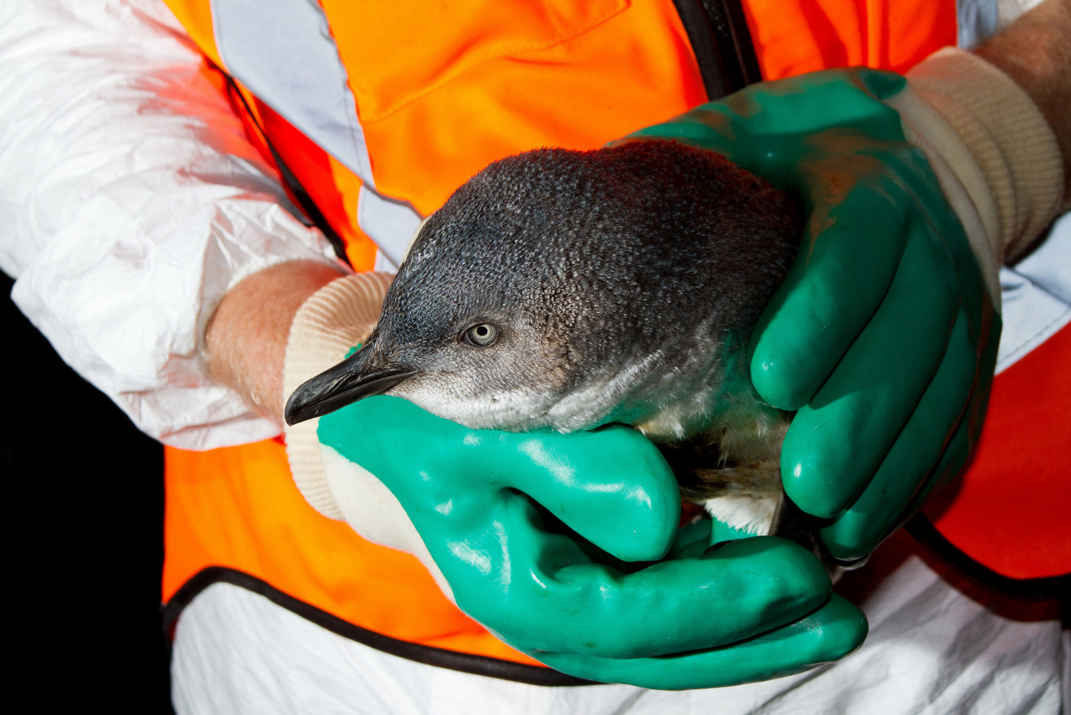 A rescued blue penguin from the Rena oil spill (2011) in New Zealand