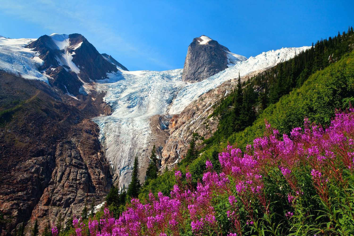 Fireweed in Bugaboo Provincial Park in British Columbia, Canada.
