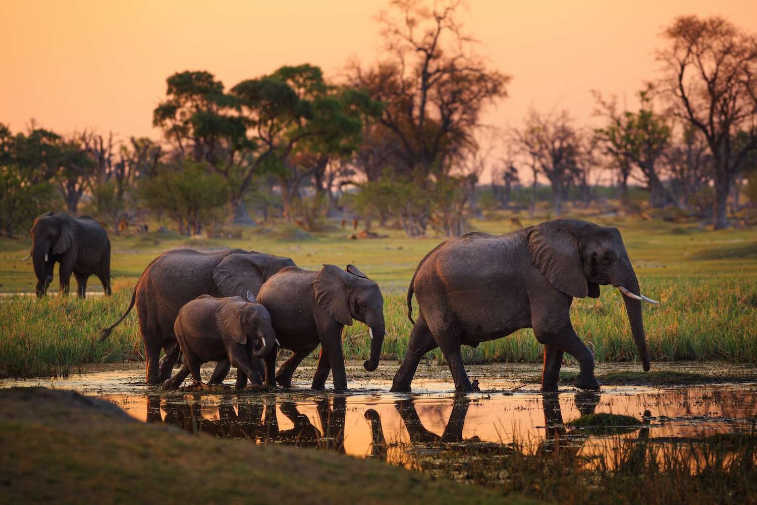 Elephants in Moremi National Park - Botswana.