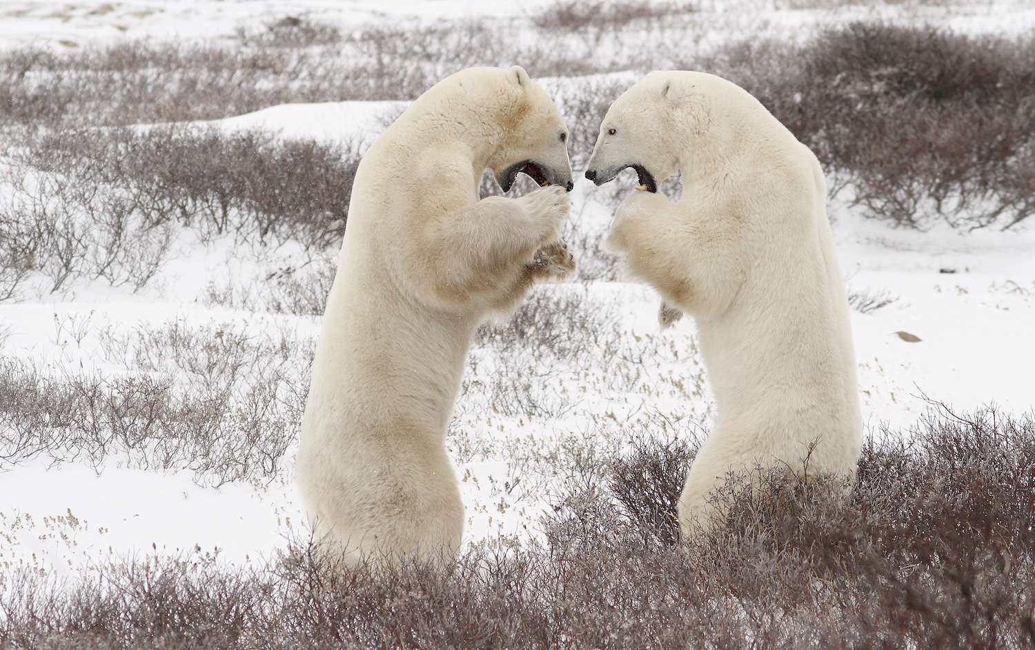 Two Polar Bears fighting. 