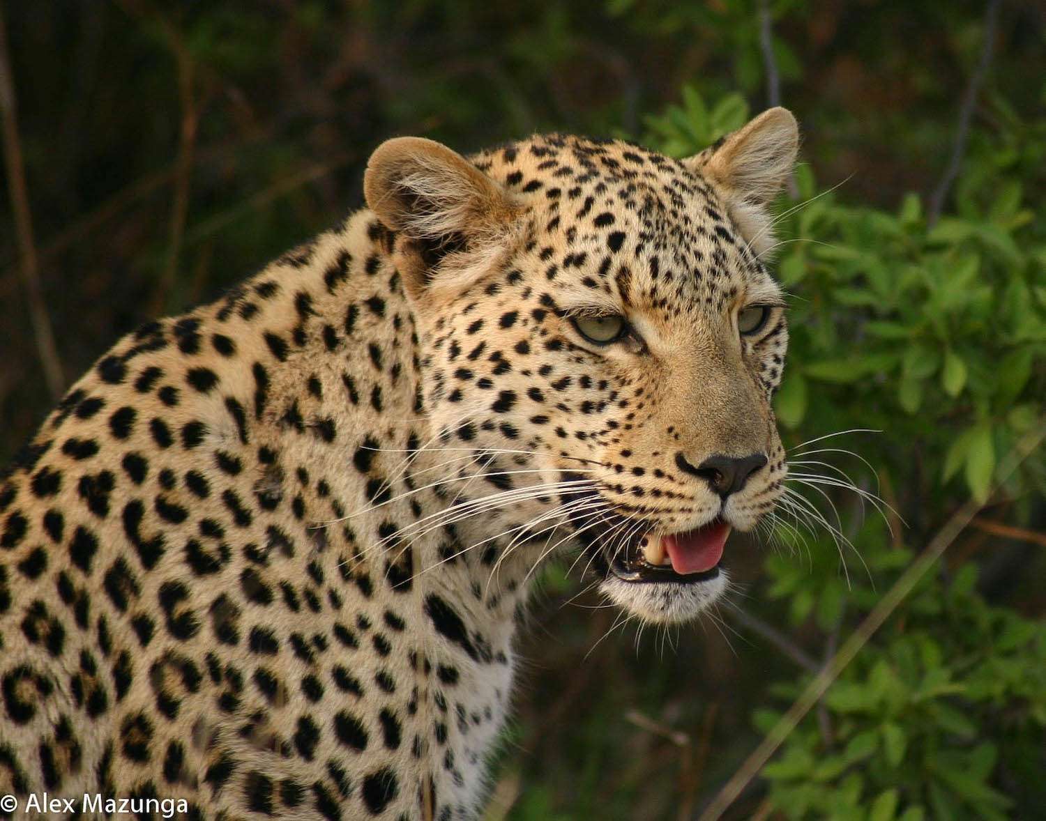 Female leapord in Botswana. 