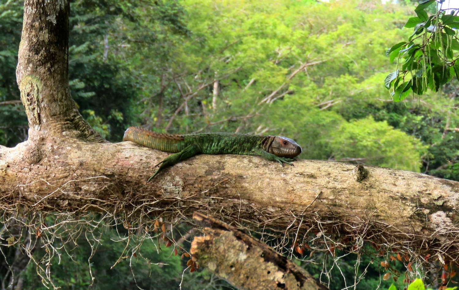 Caiman Lizard in the Peruvian Amazon