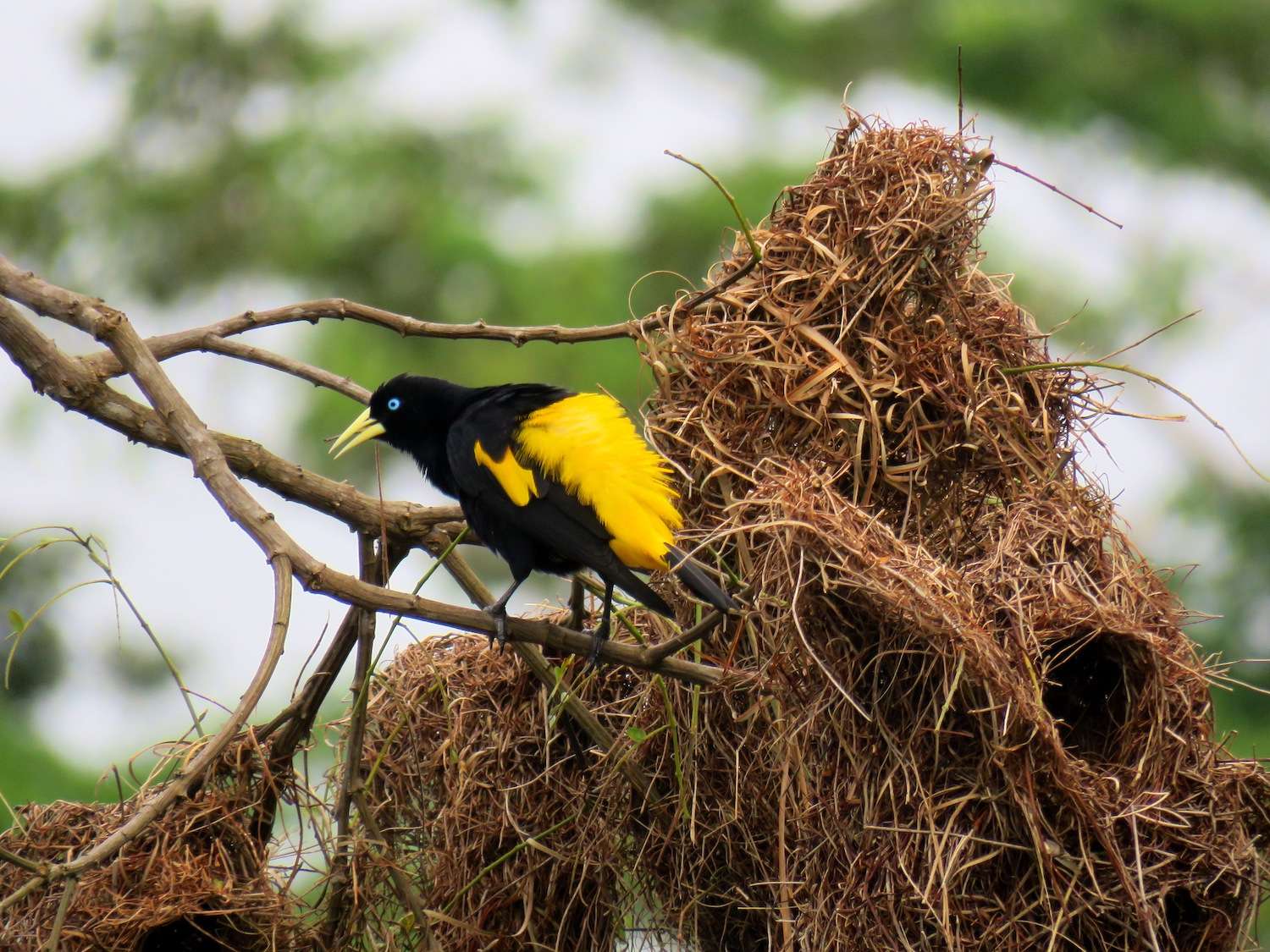 Yellow-rumped Cacique in the Peruvian Amazon.