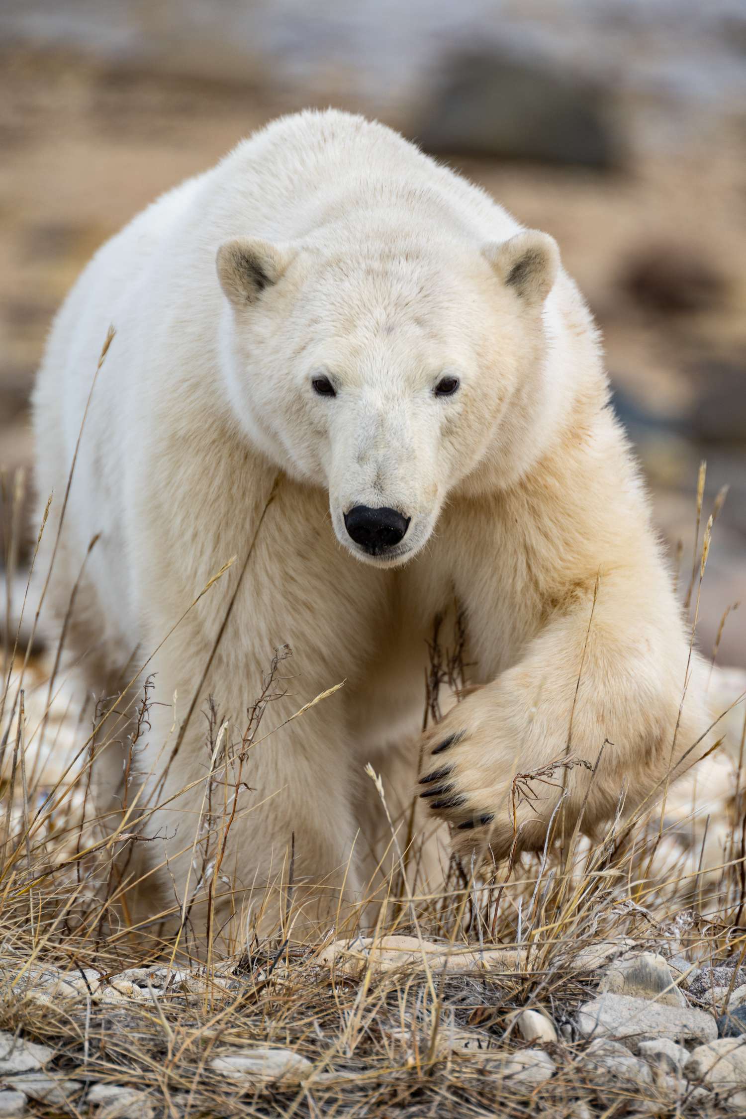 A polar bear in Churchill, Manitoba.