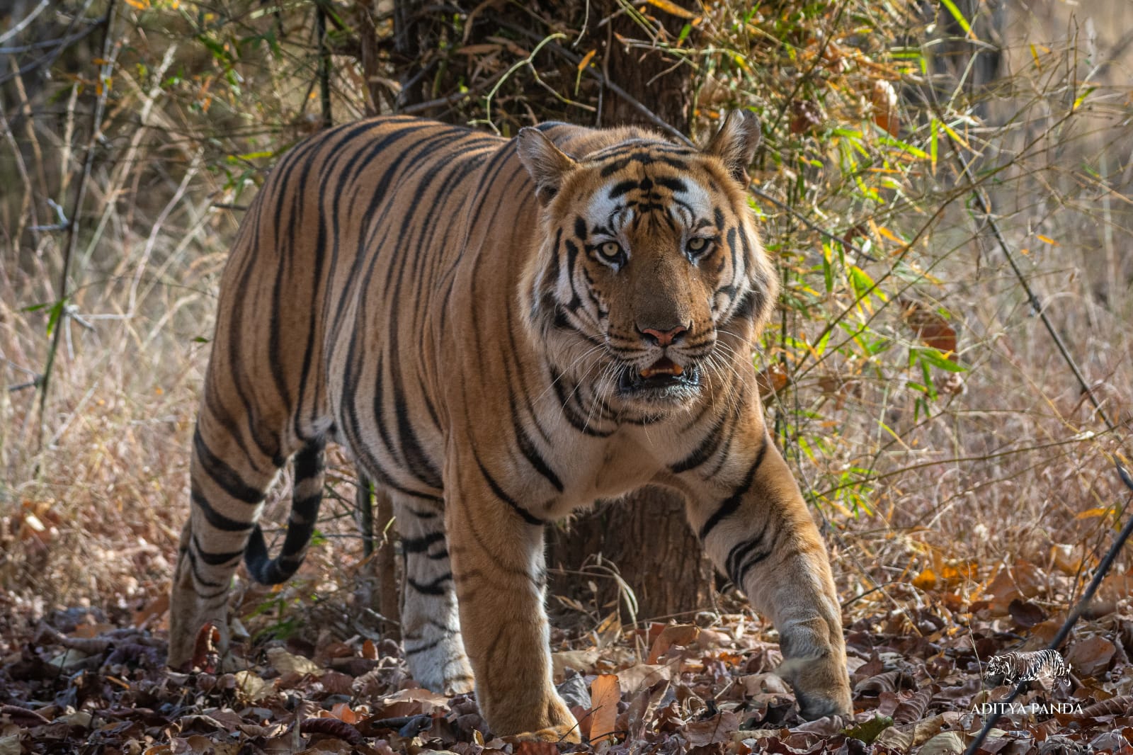 A tiger in Bandhavgarh National Park, photographed by a guide on Nat Hab's Grand India Wildlife Adventure. 