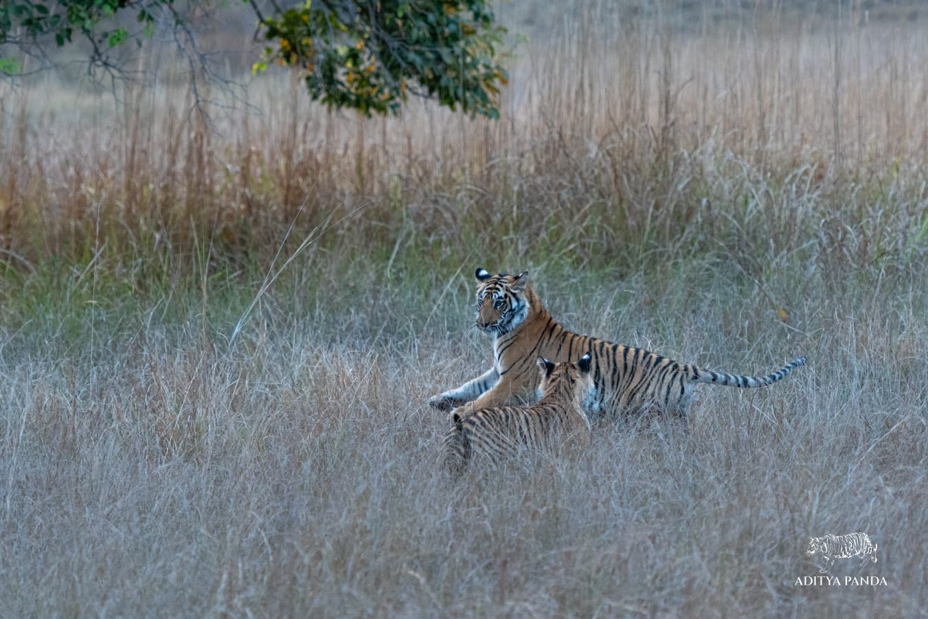 Tigers in Bandhavgarh National Park, photographed by a guide on Nat Hab's Grand India Wildlife Adventure. 