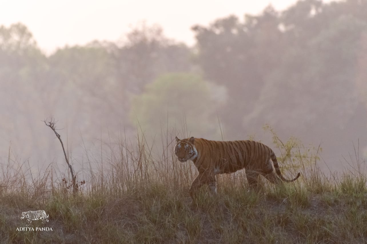 A tiger strides through Bandhavgarh National Park, photographed by a guide on Nat Hab's Grand India Wildlife Adventure. 