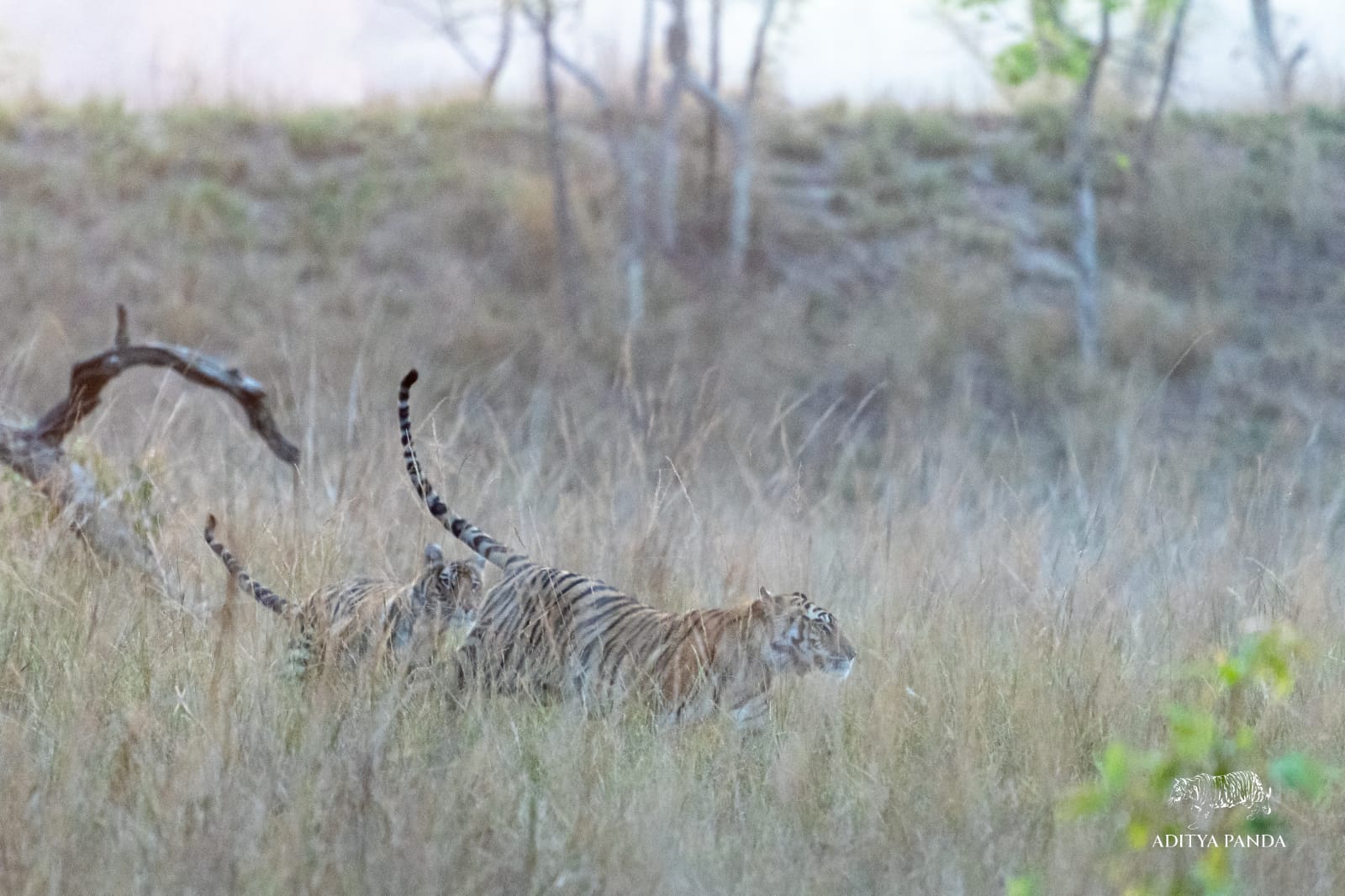 Tigers run in Bandhavgarh National Park, photographed by a guide on Nat Hab's Grand India Wildlife Adventure. 