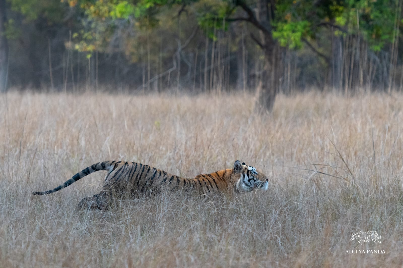 A tiger runs in Bandhavgarh National Park, photographed by a guide on Nat Hab's Grand India Wildlife Adventure. 