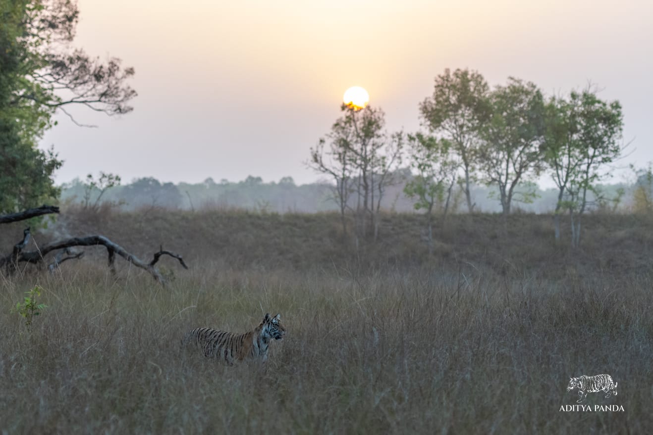 A tiger at sundown in Bandhavgarh National Park, photographed by a guide on Nat Hab's Grand India Wildlife Adventure. 