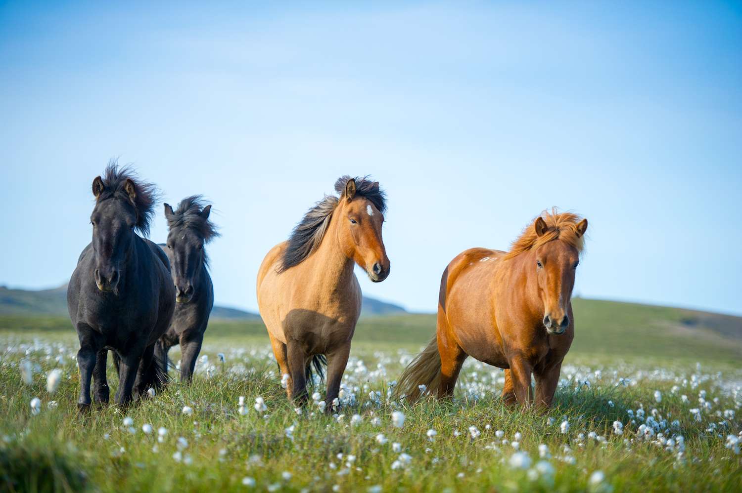 Icelandic Horses in Iceland.