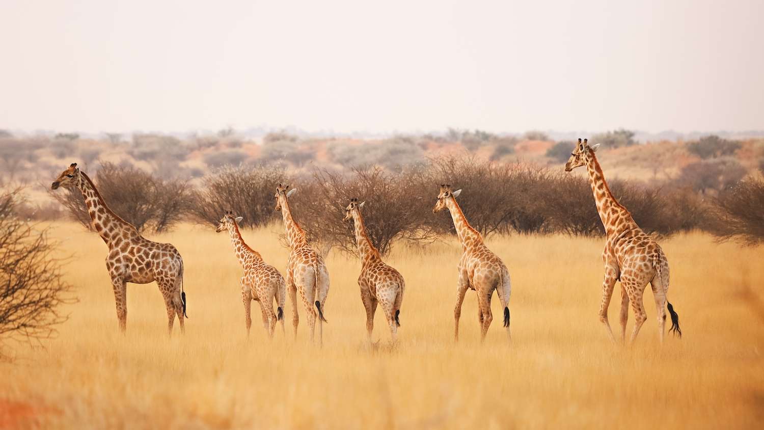 A group of giraffes in the Kalahari Desert. Namibia.